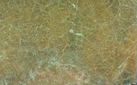 spider_onyx_20171203_1857160133 spider_onyx_20171203_1857160133