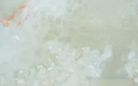 white_onyx_sa_01_20171203_1764205919 white_onyx_sa_01_20171203_1764205919